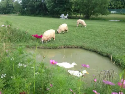 Canards-et-moutons