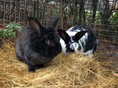 Lapin