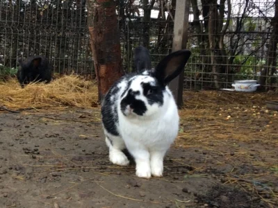 Lapins-du-camping