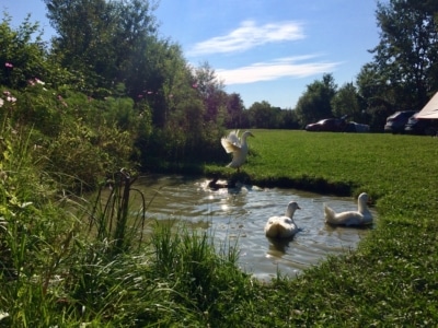 Les-4-canards-du-camping