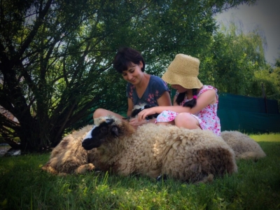 Les-moutons-du-camping