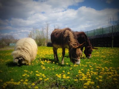 anes-et-moutons-camping-noroc