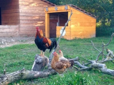 coq-camping-noroc