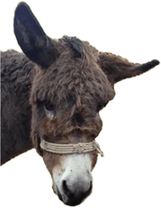 tete-ane