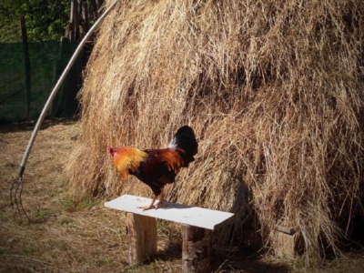 un coq et paille